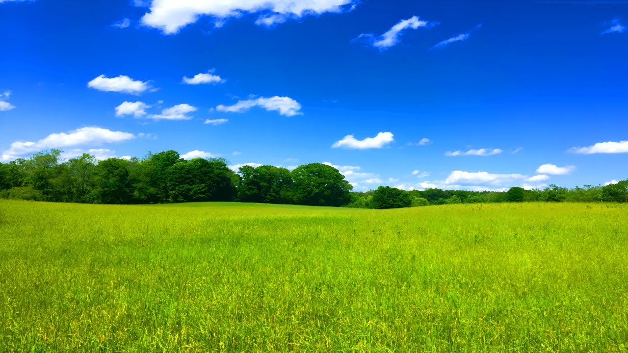 Empty field with blue sky ambience