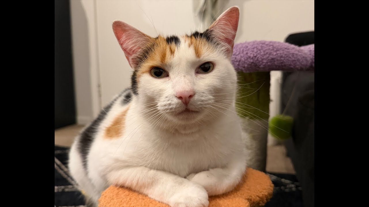 Hello All Happy Saturday ❤️ Cat lovers ❤️