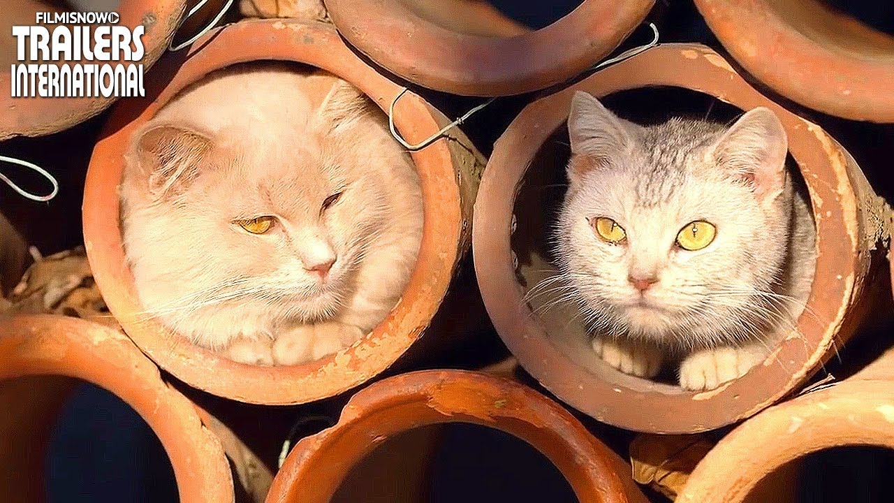 映画「ねことじいちゃん」“猫だらけ”特別映像