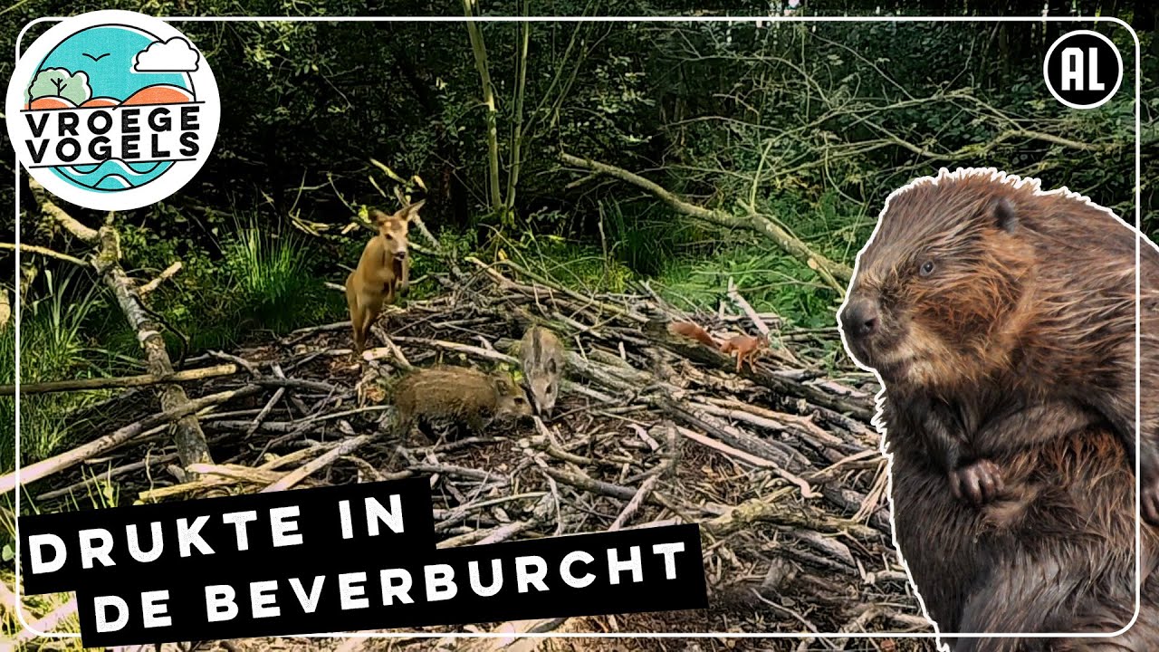 Wildcamera bij Limburgse beverburcht | TV | Vroege Vogels