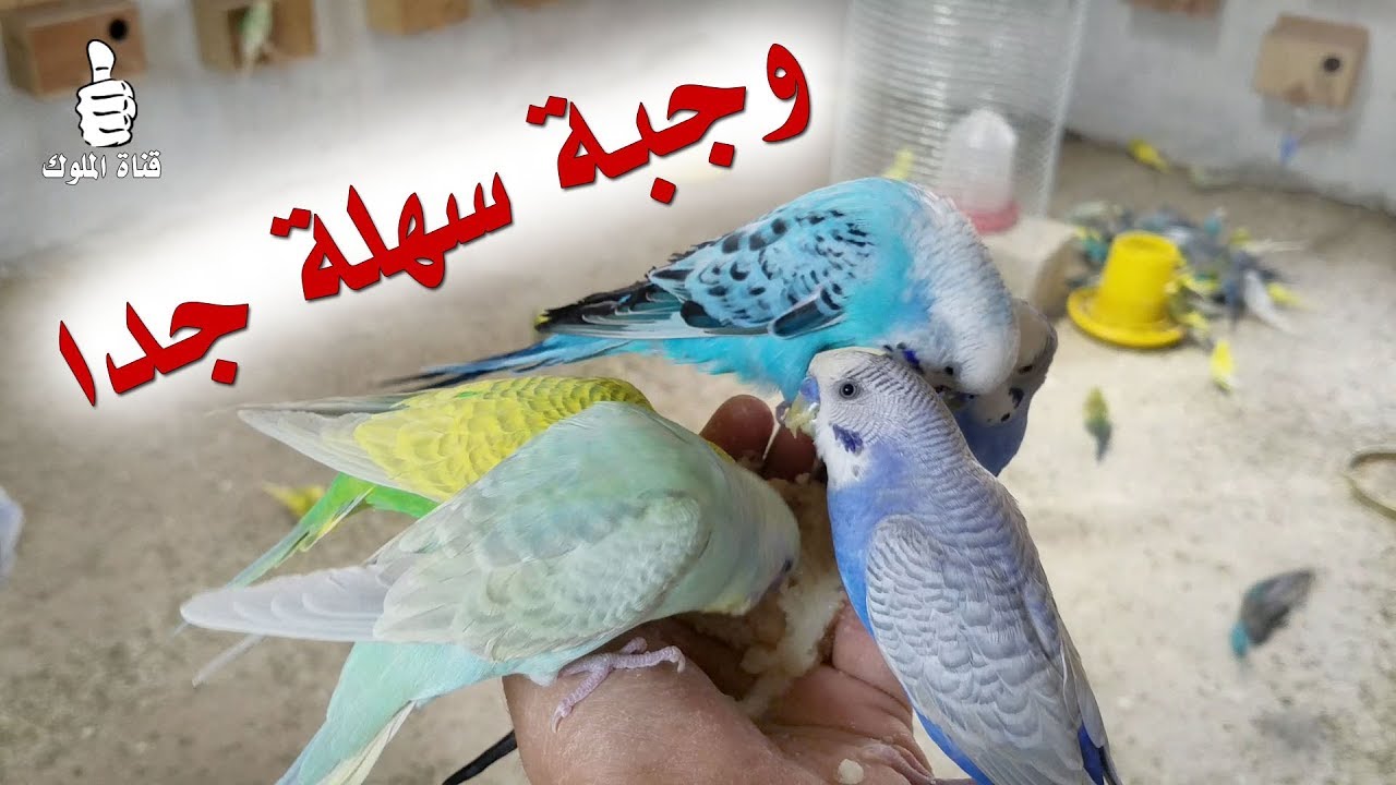 وجبة سهلة و اقتصادية لطيور البادجي بكل تأكيد راح تحبها طيورك ايضاً