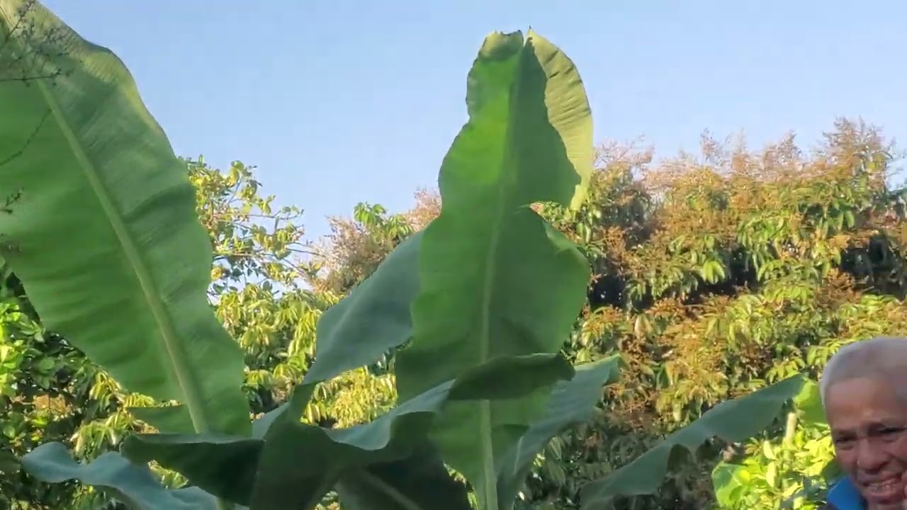 Được mùa giêng