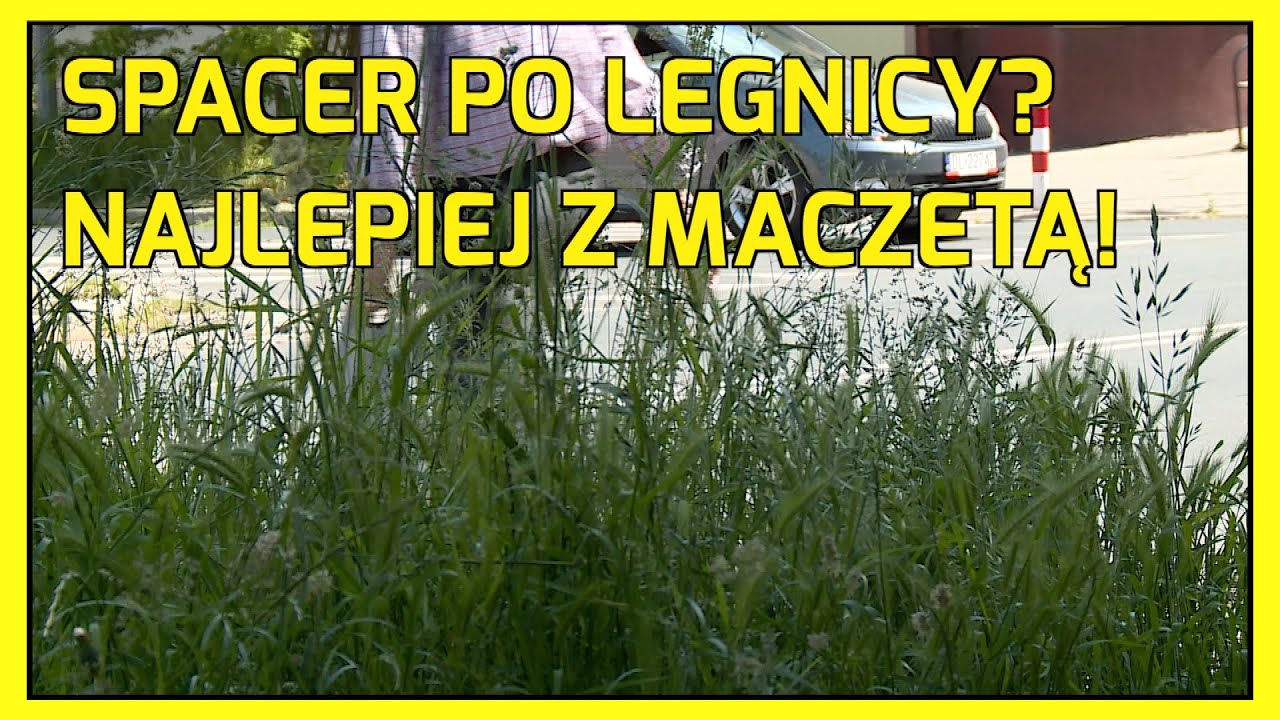 Legnica: Witajcie w miejskiej dżungli