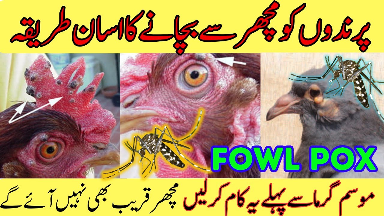 Birds ko machar se bachne ka tarika | Save Your Chickens From Mosquitoes & Fowl Pox | All Birds Tips