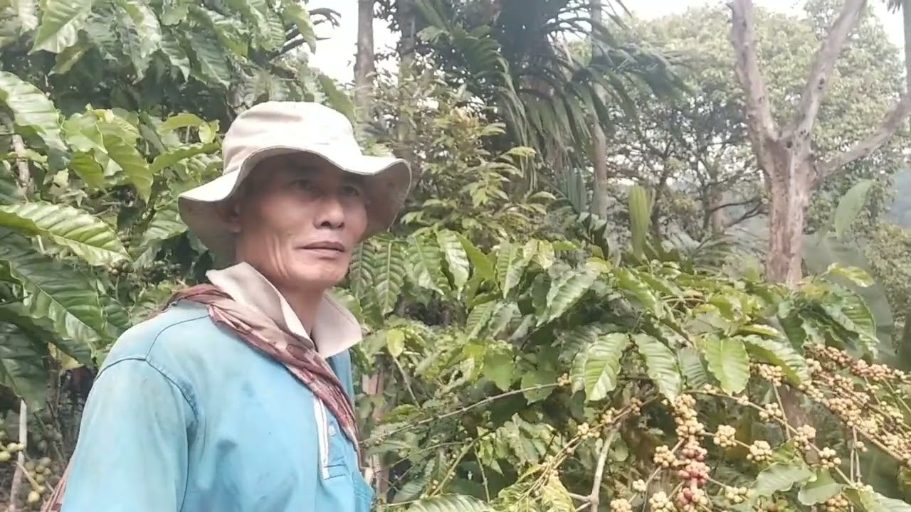 Bertualang yang sangat menyenagkan melihat buah kopi yang sangat lebat sekali