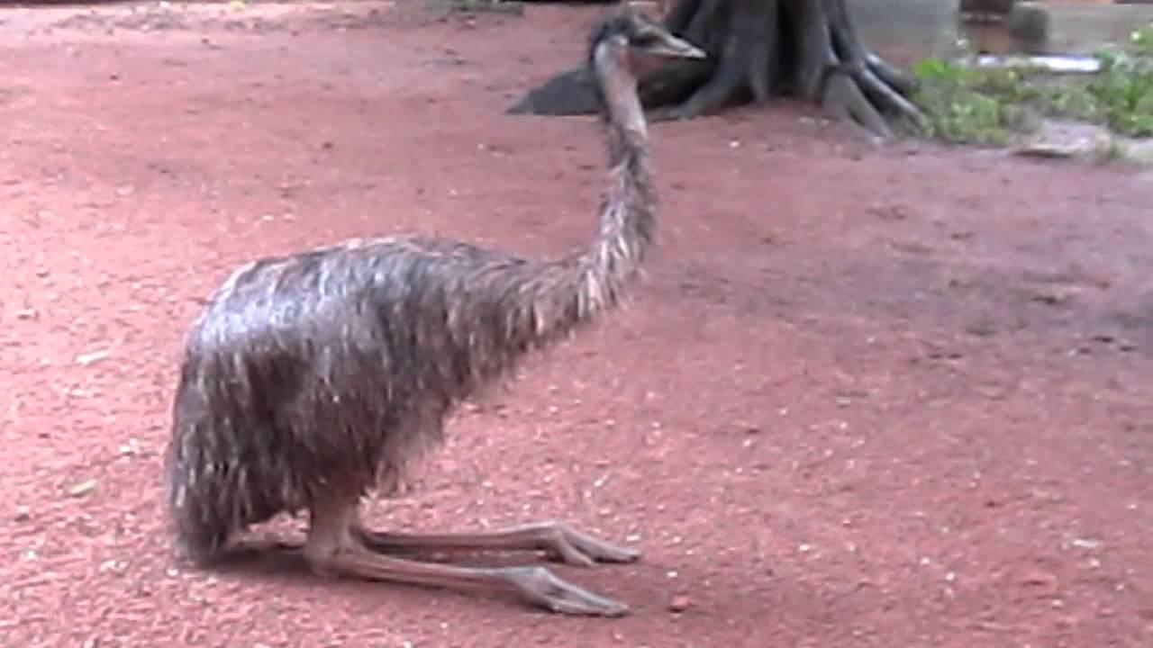 Sitting Emu01