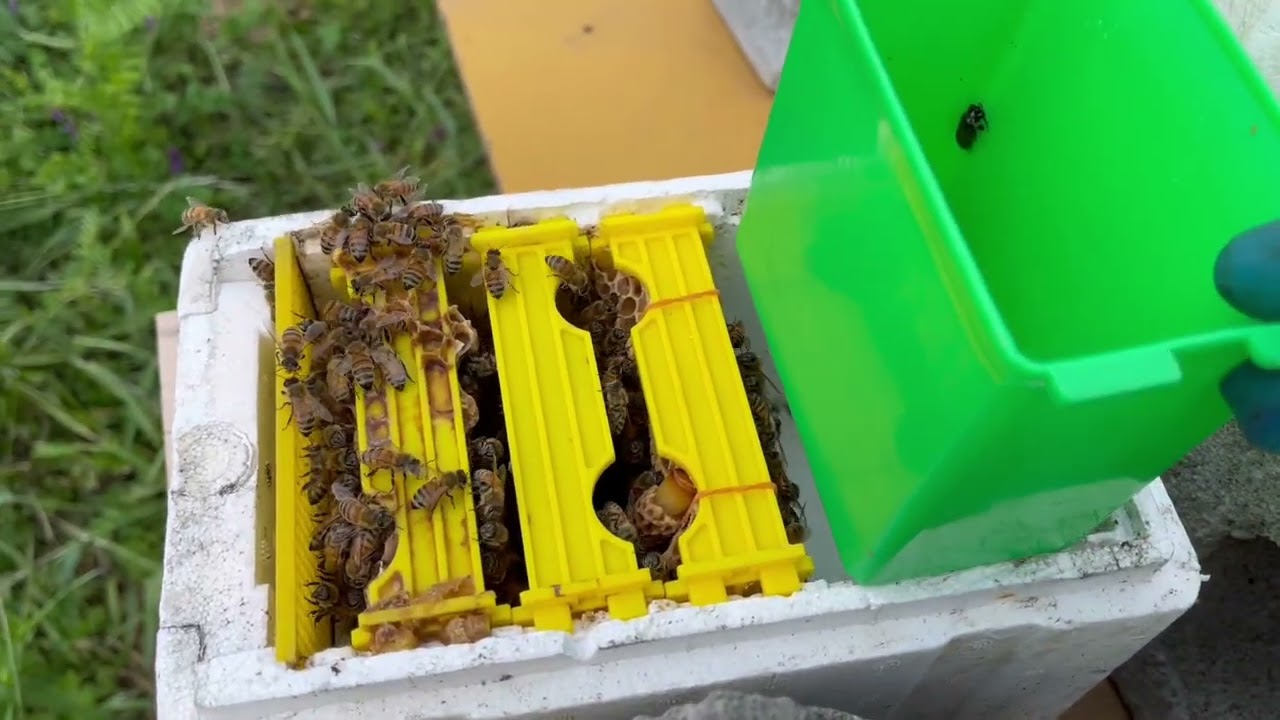 交尾箱を使った女王蜂の作成　その3 Setting queen cell to mini nuc box