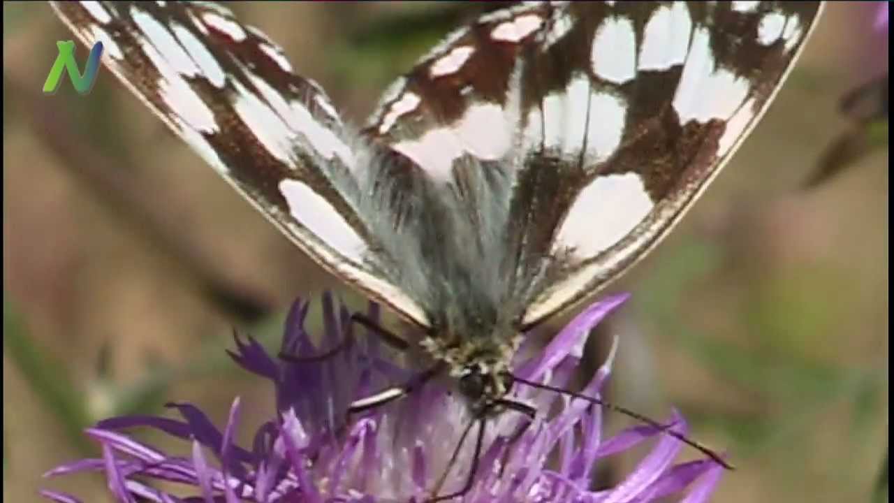 Schmetterlinge die Pracht wilder Blumen und Früchte
