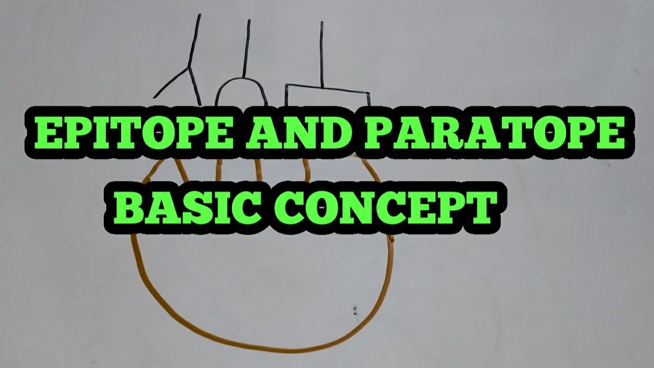 EPITOPES & PARATOPES | DIFFERENCE BETWEEN EPITOPE & PARATOPE(In English & Hindi)