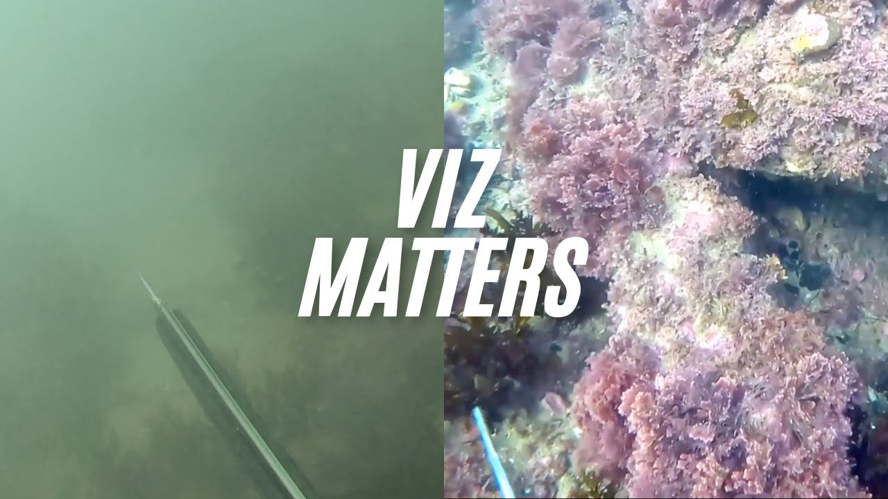 Freediving for Fish & Lobster in Palos Verdes | Southern California