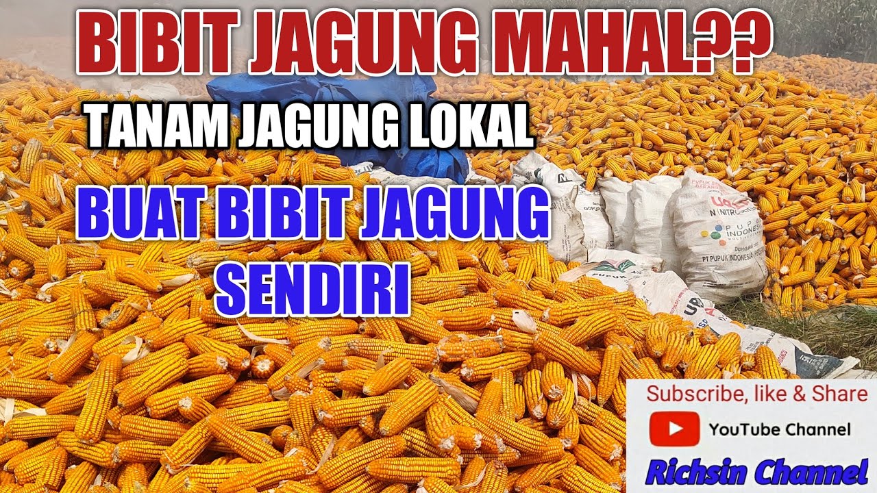 TANAM JAGUNG LOKAL BIAYA MURAH, INI PROSES MEMBUAT BIBIT JAGUNG LOKAL