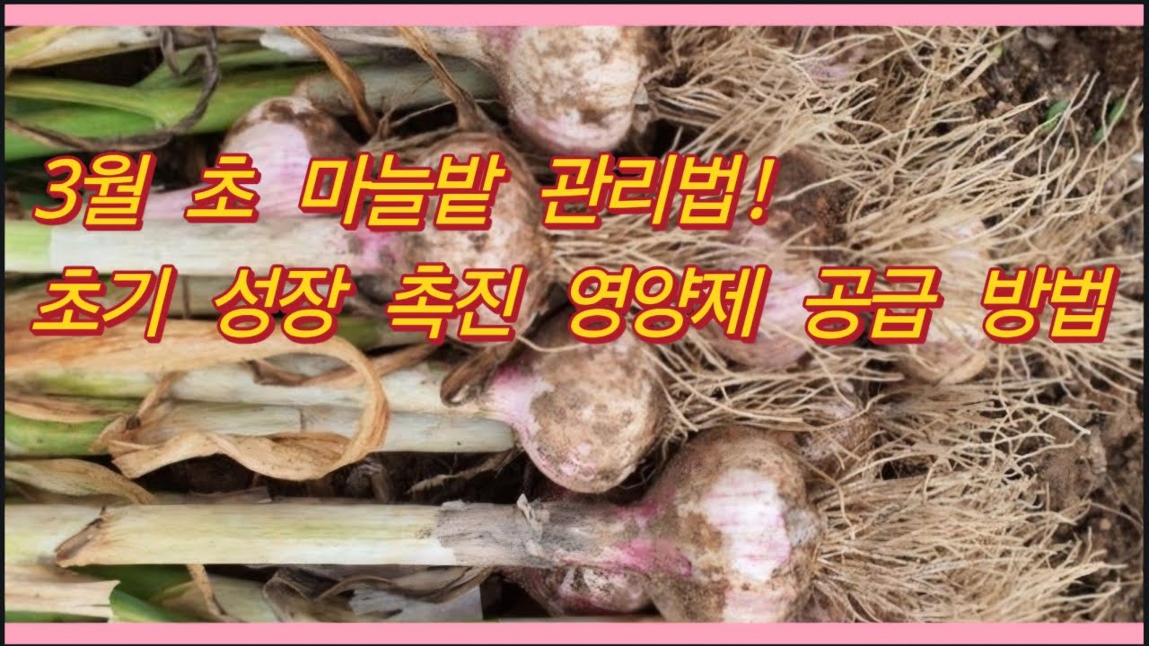 3월 초 마늘밭 관리법! 초기 성장 촉진 영양제 공급 방법(농사의신)