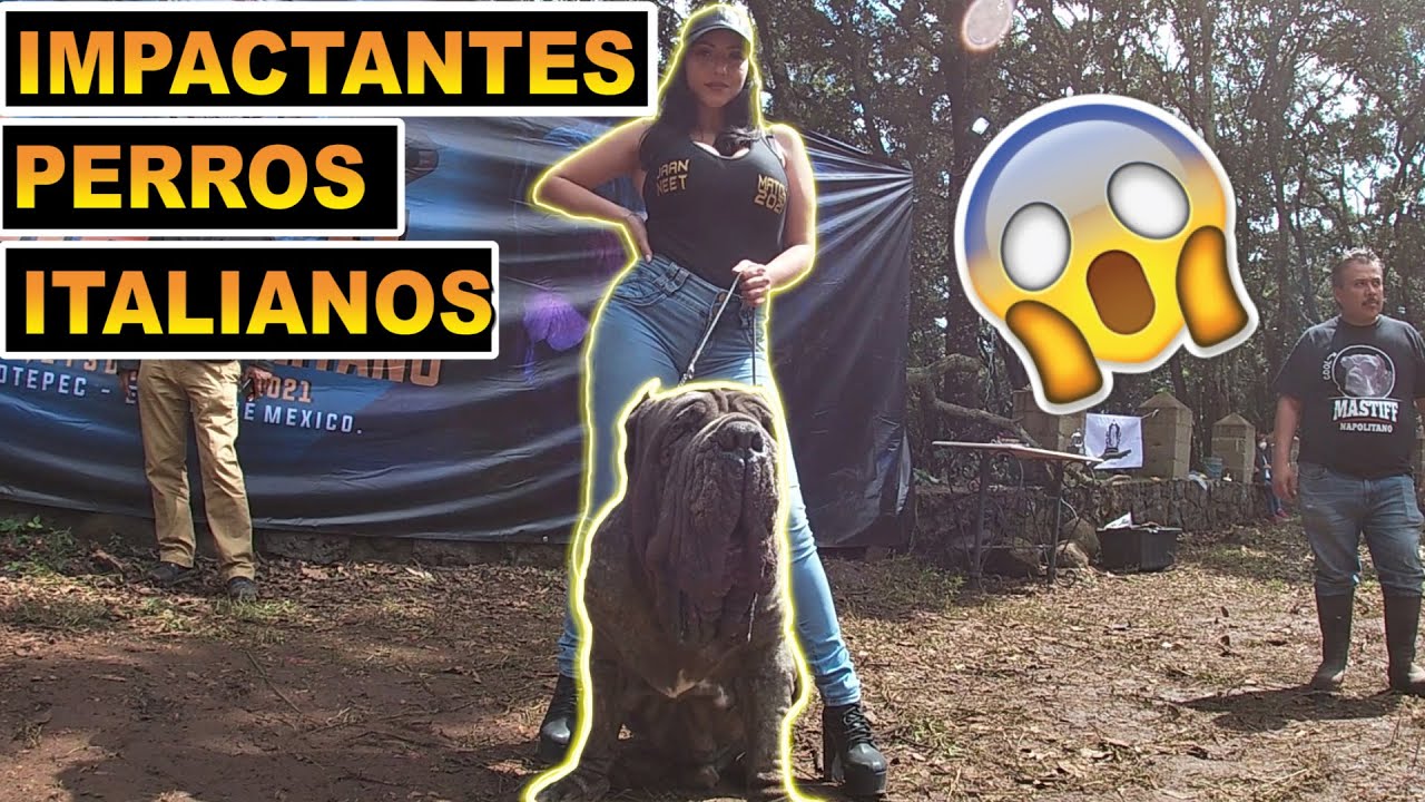 Mastín Napolitano ¡GRAN COMPETENCIA! (perros gigantes)
