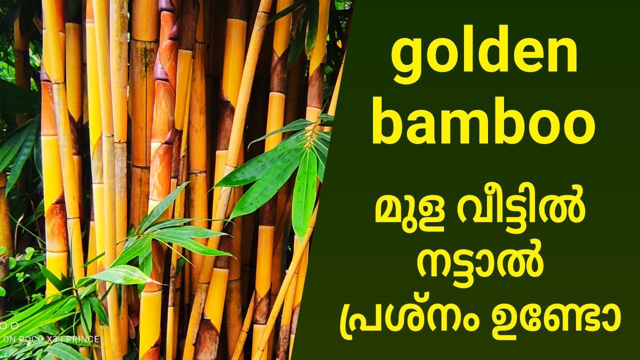 golden bamboo, മുള വീട്ടിൽ നട്ടാൽ പ്രശ്നം ഉണ്ടോ?.bamboo caring. garden design.