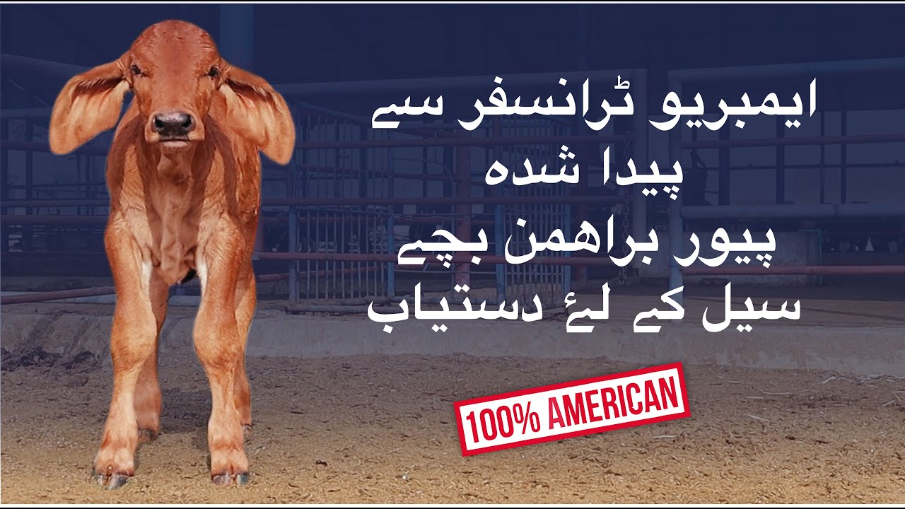 Brahman Embryo Transfer Calves Lot Available for Sale | Brahman Pakistan