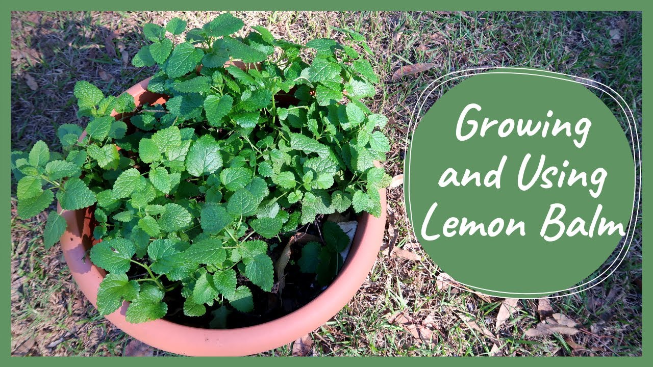 Growing, Propagating and Using LEMON BALM