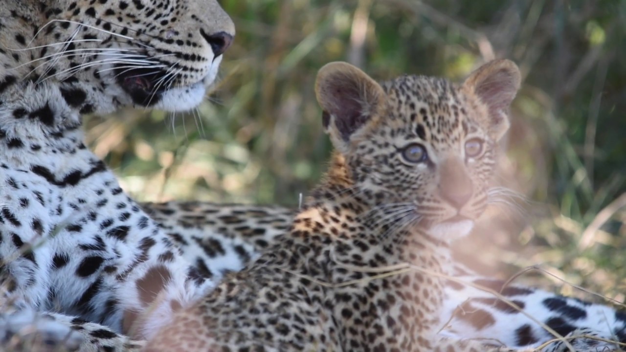 MOTHER LEOPARD and CUB at PLAY