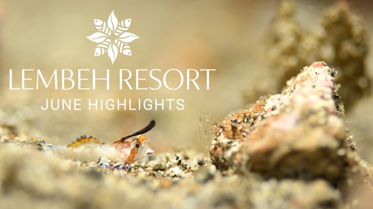 June Highlights from the Lembeh Strait