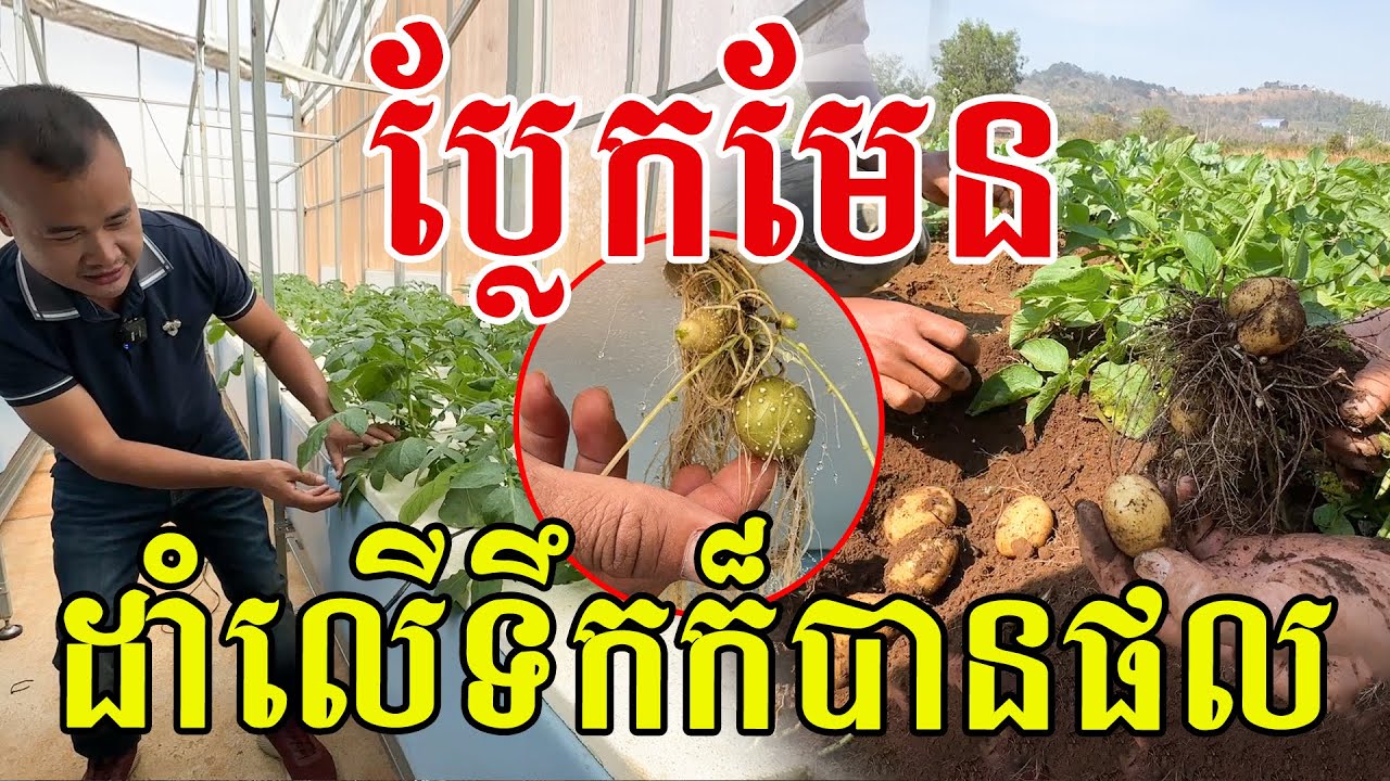 ប្លែកមែន ដាំដំឡូងលើទឹក សូមសរសើរបច្ចេកទេសល្អណាស់