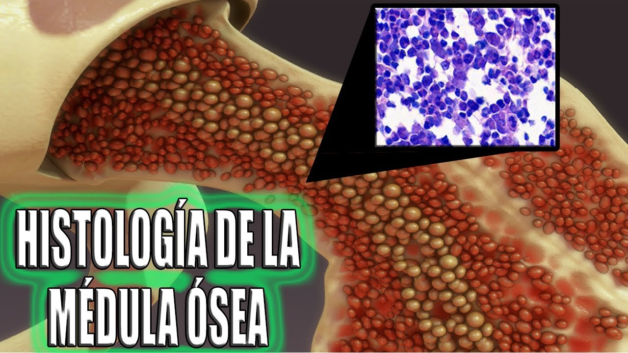 HISTOLOGÍA DE LA MÉDULA ÓSEA, ES MÁS FÁCIL DE LO QUE CREES😉😉😉
