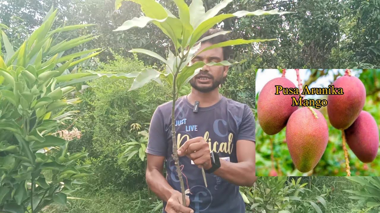 Pusa arunika mango / Simong mango / jhilik nursery / online delivery available / Mirpur Paikar