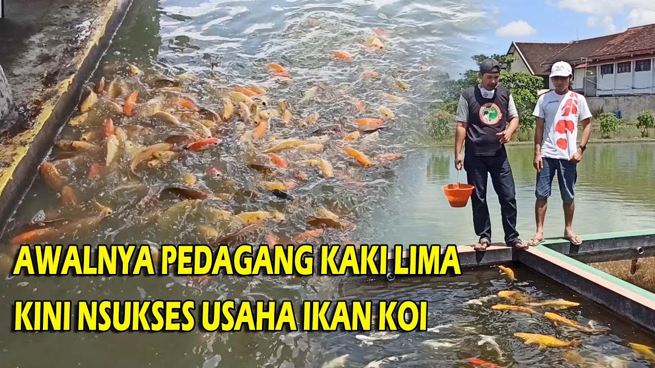 SUKSES BUDIDAYA IKAN KOI AWALNYA PEDAGANG KAKI LIMA [Quin Koi Blitar]