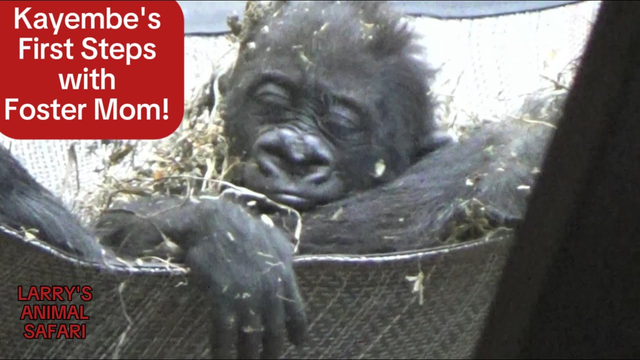 Детеныш гориллы — Кайембе №3, #clemetzoo