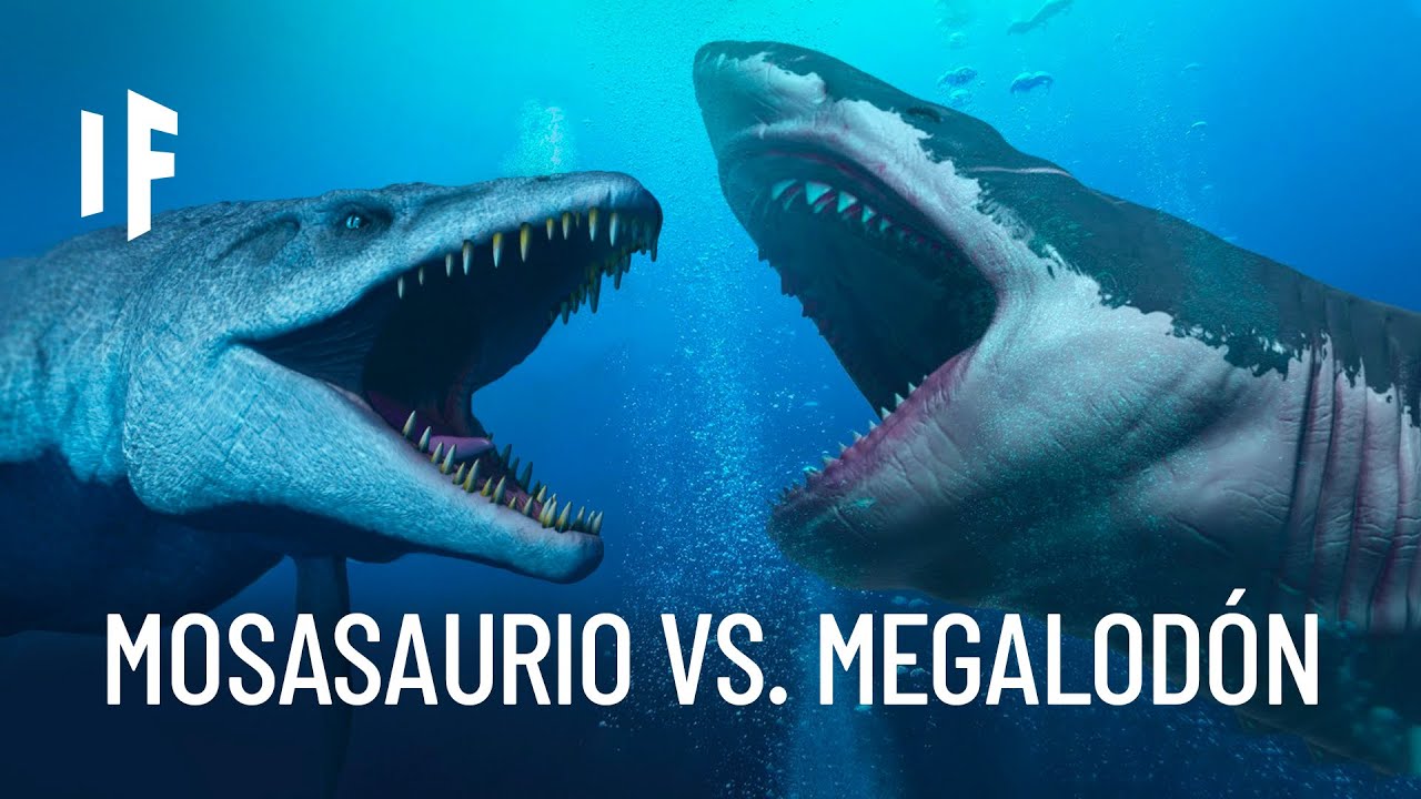 ¿Qué pasaría si el megalodón se enfrentara al mosasaurio?