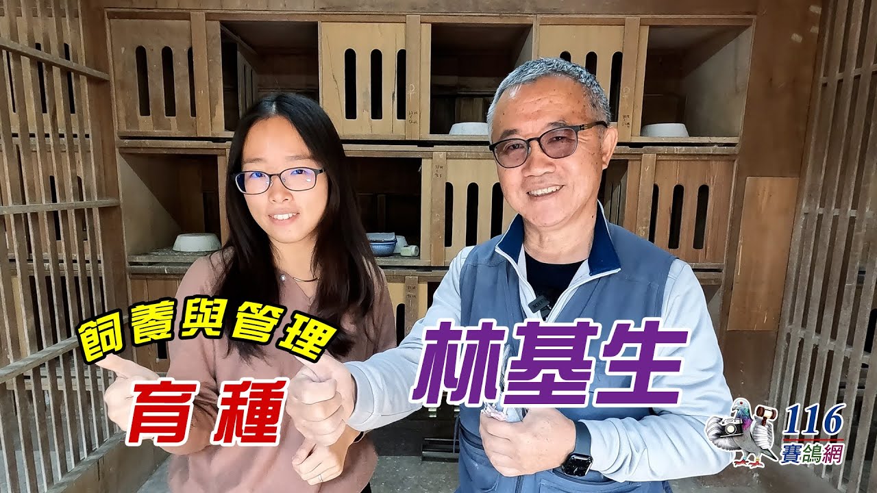 【育種分享】賽鴿育種-振翔鴿舍-林基生丨【Feeding and Manage#21】racing pigeon breeding - LIN JI SHENG