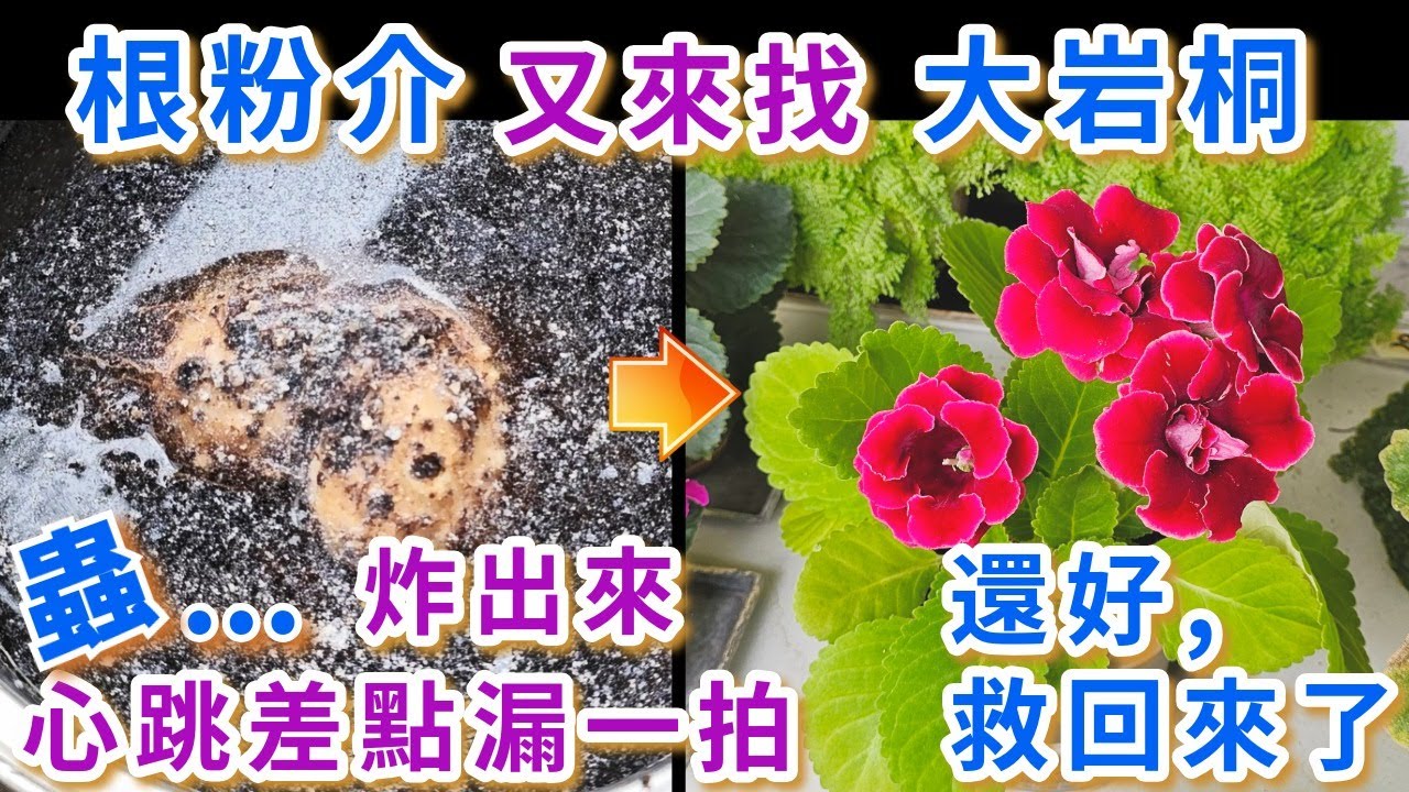 大岩桐又染上根粉介殼蟲，還好熬過來了