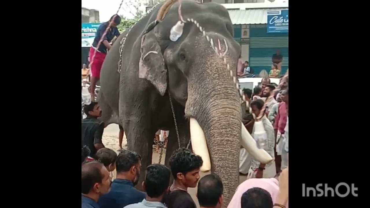 പാമ്പാടി രാജൻ രാജകീയ പ്രൗഢിയോടെ🔥
