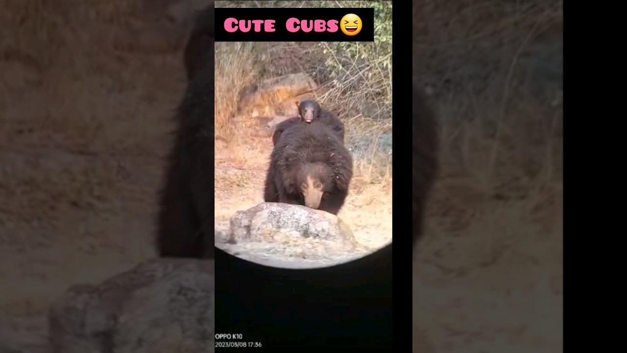 Sloth Bear cubs|| Cute cubs travelling on mother|| Daroji Sloth Bear Sanctuary ||