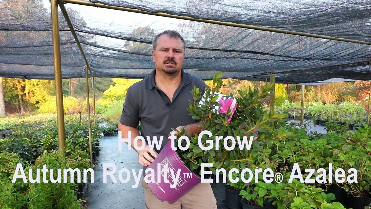How to grow Autumn Royalty™ Encore® Azaleas with a detailed description