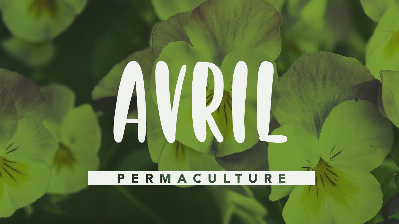 Que faire dans son jardin permaculture en avril ?           # permaculture