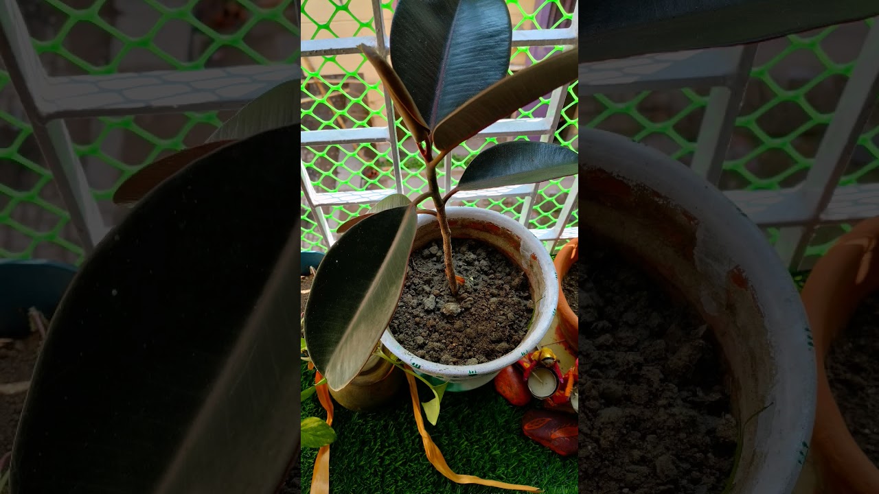 #windowdecor #windowgarden #plants #nature