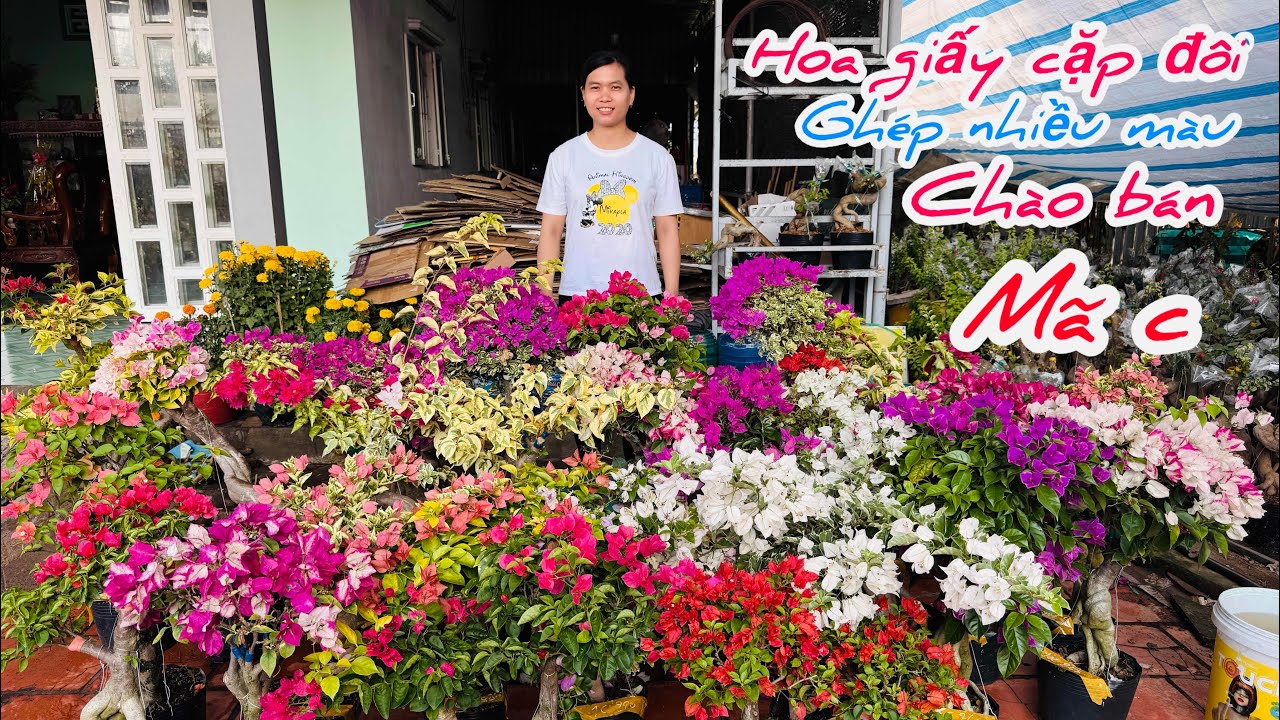 Hoa giấy cặp đôi ghép nhiều màu chào bán bao ship..01/03😘📲 0968.816.137.Cát-Tường