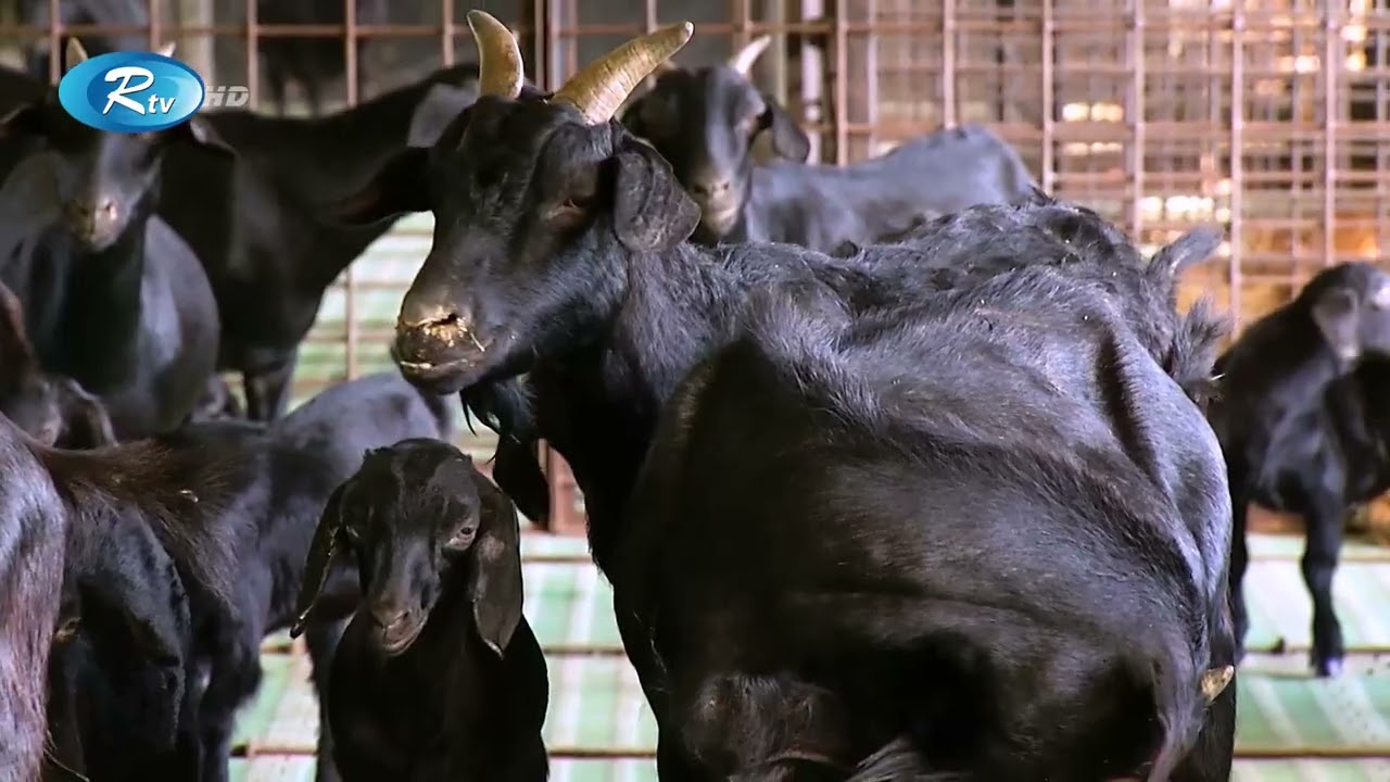ব্ল্যাক বেঙ্গল ছাগল পালনে এত সুবিধা! | Black Bengal Goat