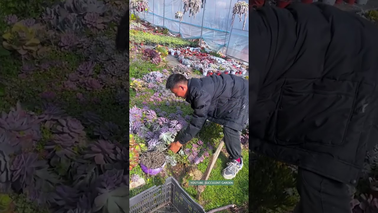 Harvest succulents 多肉植物 | 다육이들 | Suculentas