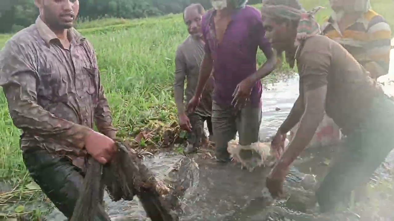 বাঁশ দিয়ে পিডাইয়া মাছ ধরা 