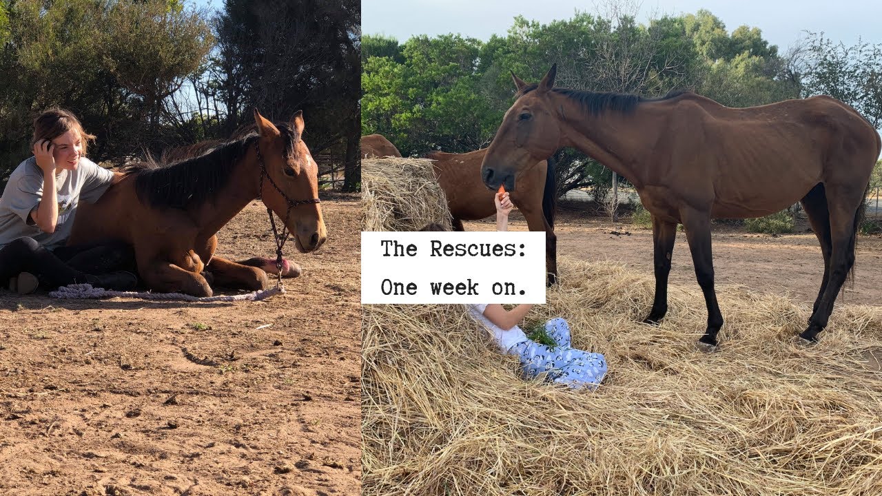 SAVING HORSES FROM SLAUGHTER- One week on
