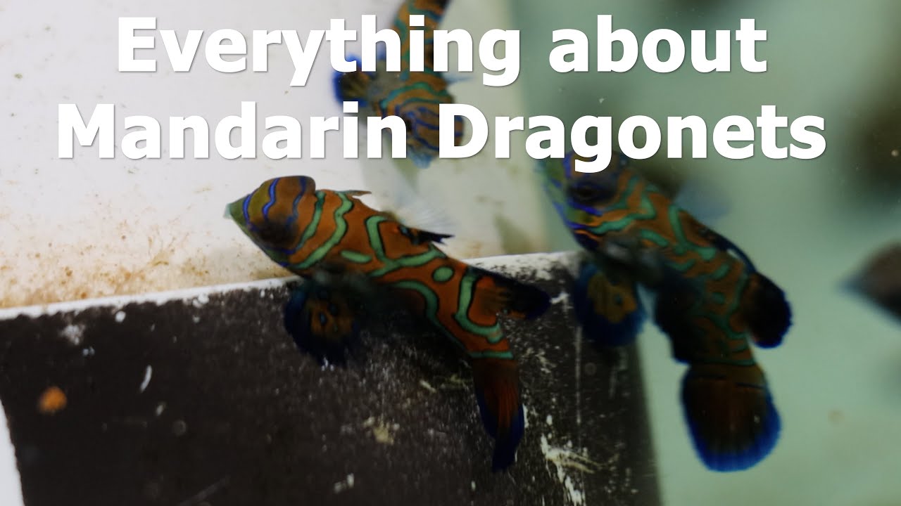 Let's talk fish! - Mandarin Dragonet from Biota Aquariums
