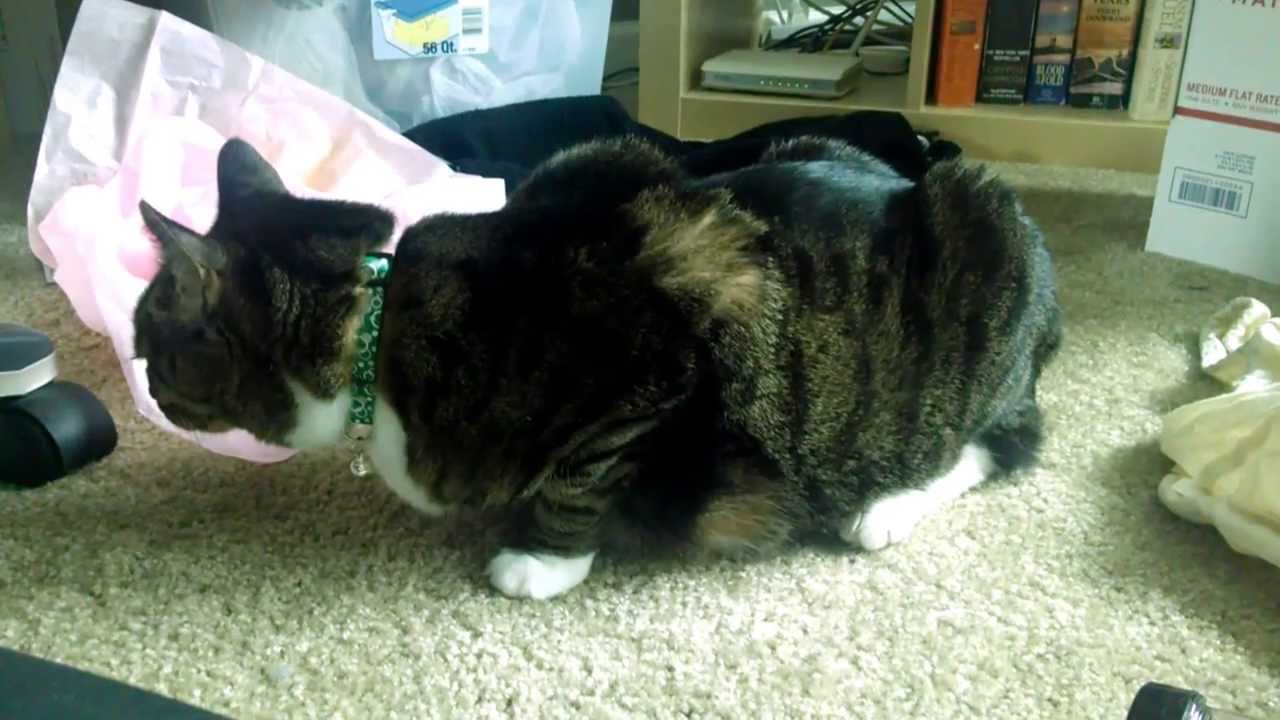 what a cat asthma attack looks like