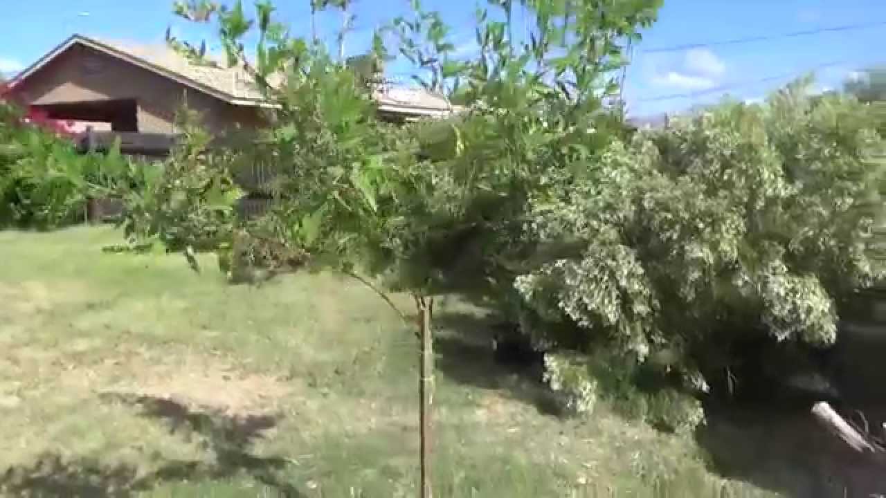 Pigeon Pea Tree (Gandules)