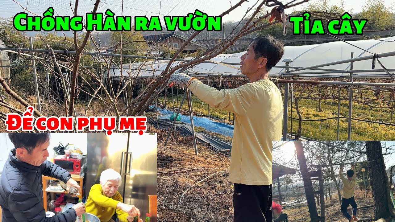 [197] chồng Hàn đi tỉa cây chuẩn bị cho mùa mới 😊