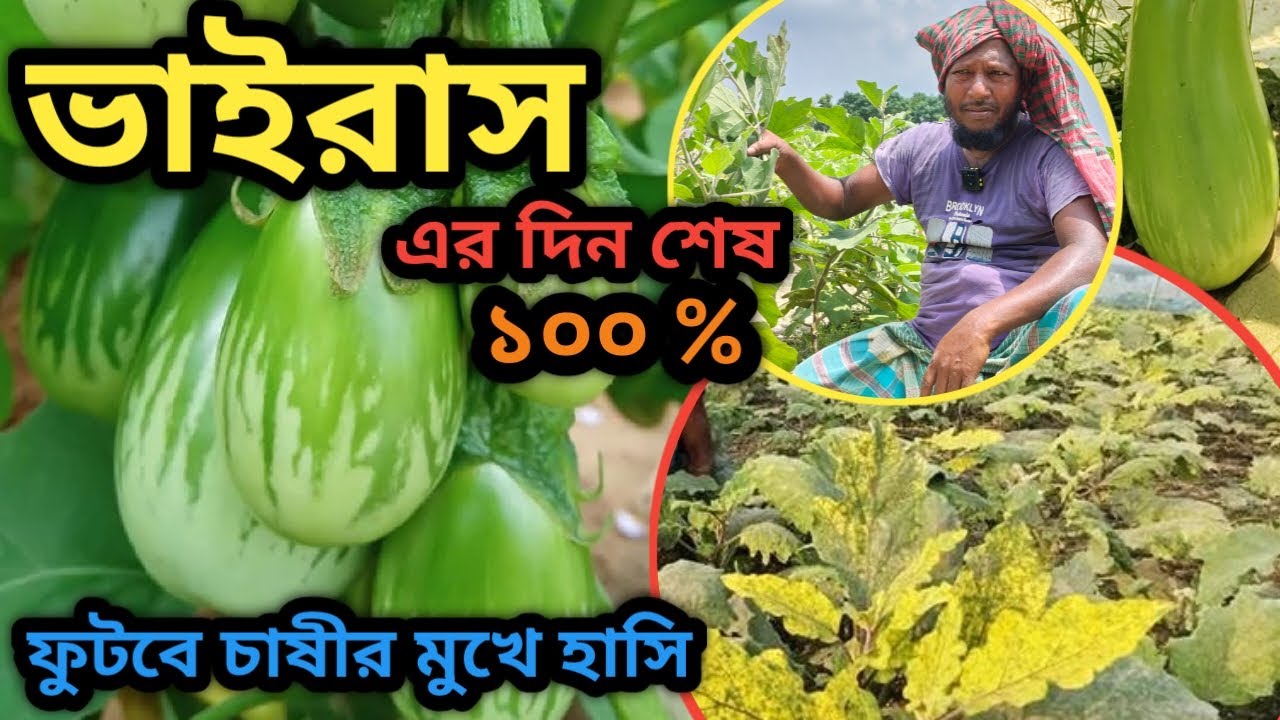 বেগুনের পাতা হলুদ হচ্ছে এর আসল কারন ও প্রতিকার।১০০% কার্যকরী কীটনাশক।#২০২৫