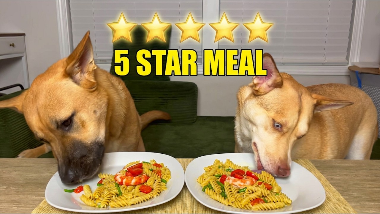 Dogs Review Food |Dogs' First Time Eating Pasta with Chicken |Funny Moments with Shepherd Husky Pals