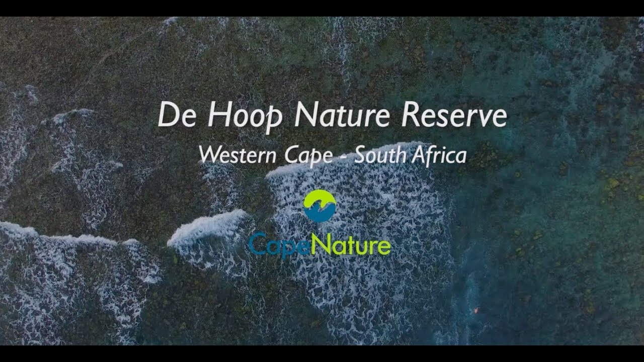 De Hoop Nature Reserve: whale breeding ground