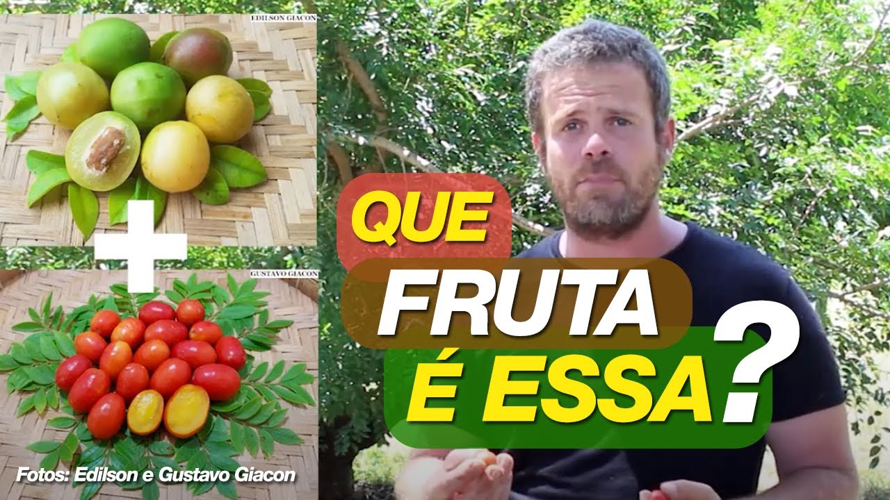 Umbuguela, que fruta é essa? Um cruzamento inusitado que deu certo!