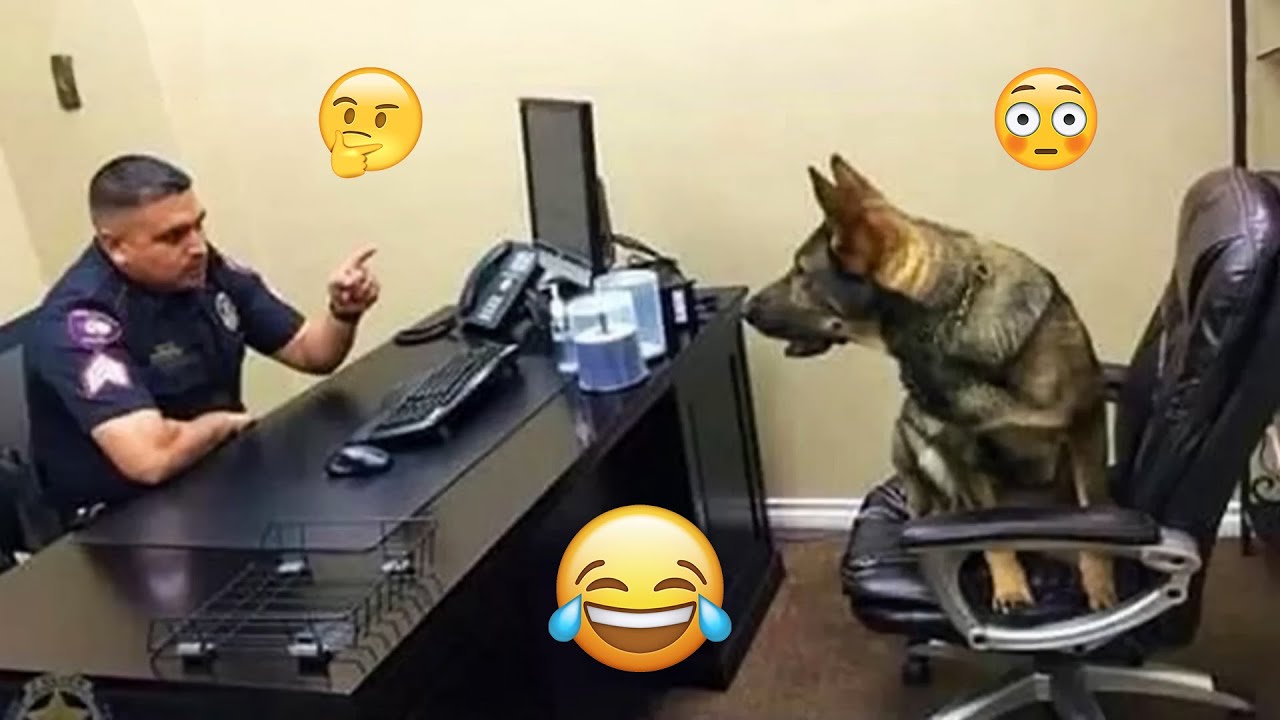 I dare you not to LAUGH at these FUNNY DOGS 😁🦮 - Best Funny Animals Videos 2025 #121