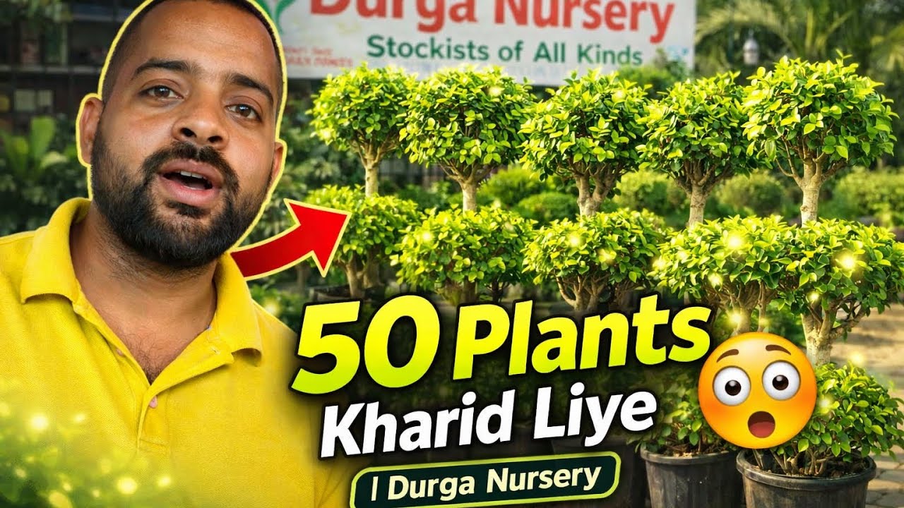 C Craft Daily Vlog | Behind the Scene | 50 plant kharide | Art Workshop | village life  